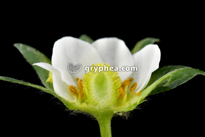 Fraisier horticole (Fragaria vesca) - Fleur en CL (détail) - gryphea.com